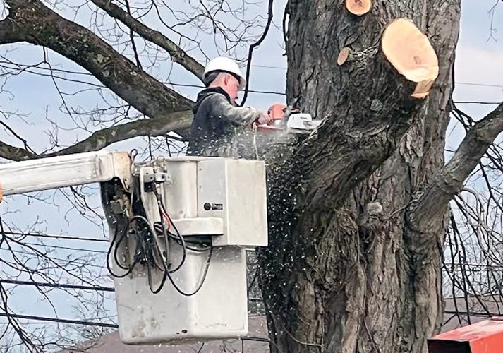 Trimming Trees News, Sports, Jobs The Intermountain